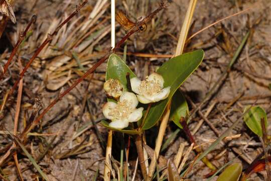 Image of Eugenia malangensis (O. Hoffm.) Niedenzu