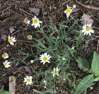 Anthemis arvensis L. resmi