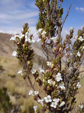 Clinopodium bolivianum (Benth.) Kuntze resmi