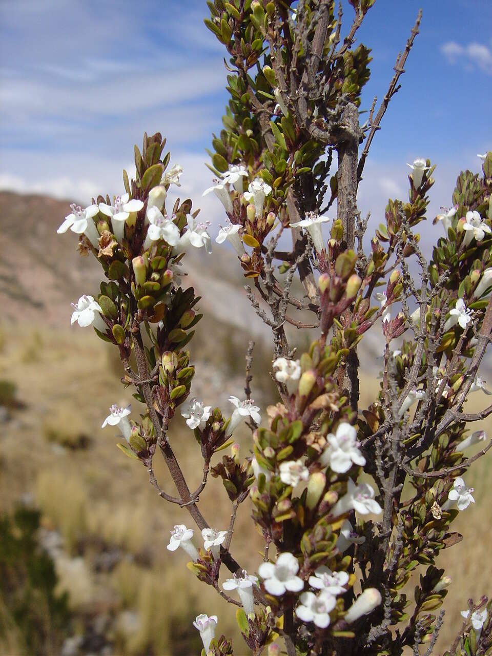 Clinopodium bolivianum (Benth.) Kuntze resmi