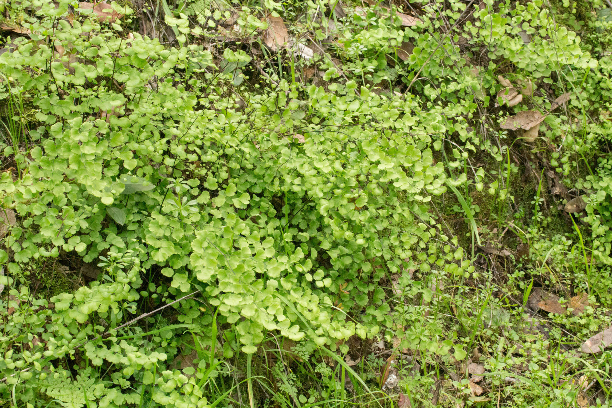 Imagem de Adiantum jordanii Müll. Hal.