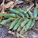 Imagem de Diploglottis diphyllostegia (F. Müll.) Bailey