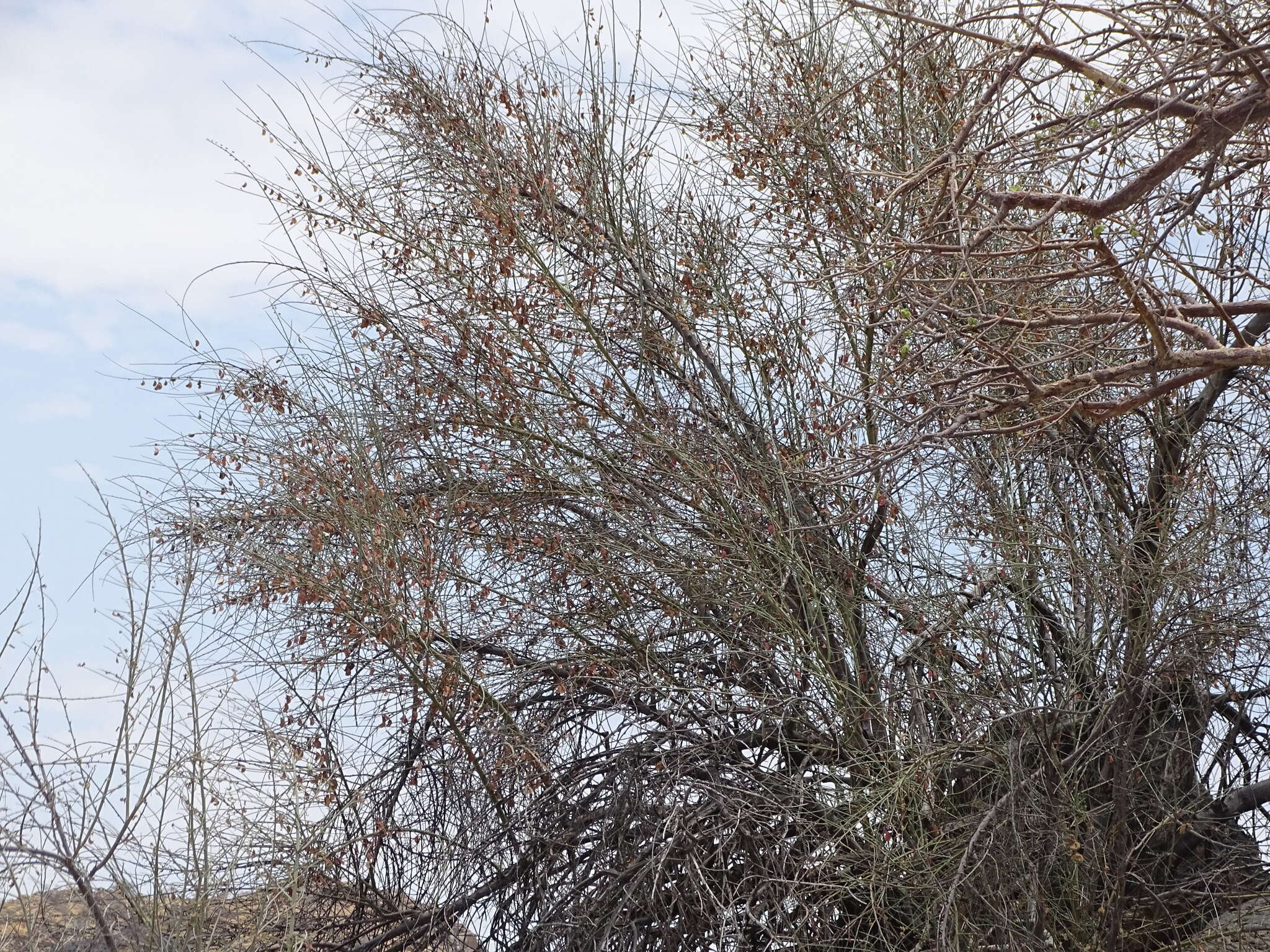 Image of Blue-leaf bauhinia