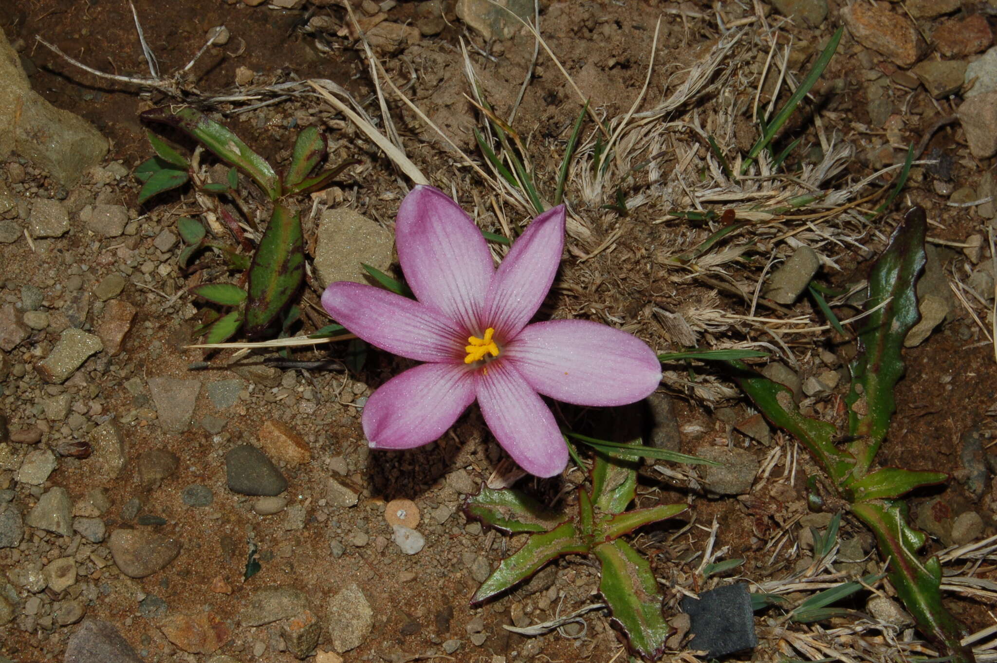 Image of Zephyranthes andina (R. E. Fr.) Traub
