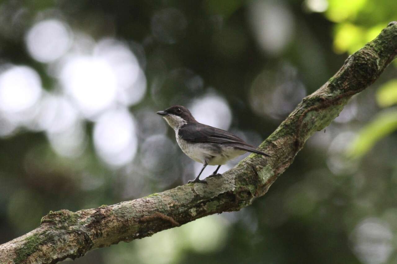 Plancia ëd Fraseria ocreata (Strickland 1844)