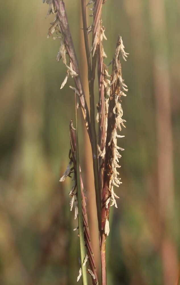 Image of cordgrass