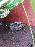 Image of Yucatán Hognose Viper