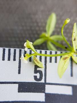 Imagem de Galium tinctorium L.