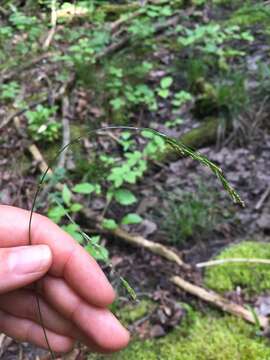 Plancia ëd Festuca occidentalis Hook.