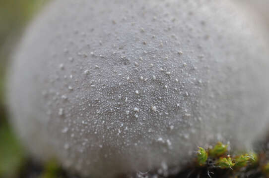 Image of Lycoperdon lividum Pers. 1809