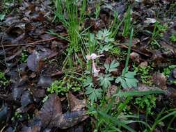 Image of Corydalis glaucescens Regel