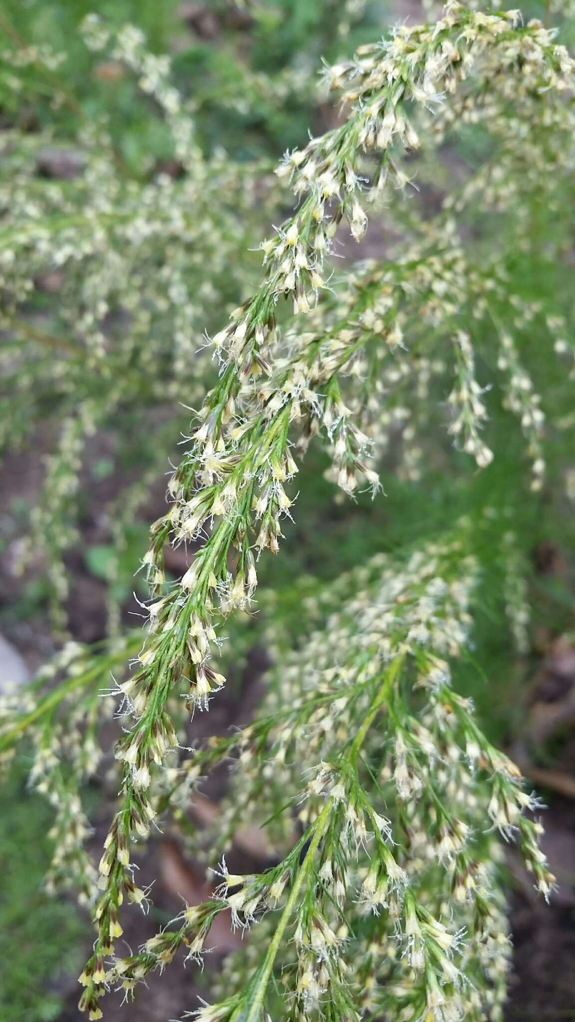 Eupatorium capillifolium (Lam.) Small的圖片