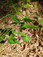 Image of Melampyrum roseum Maxim.