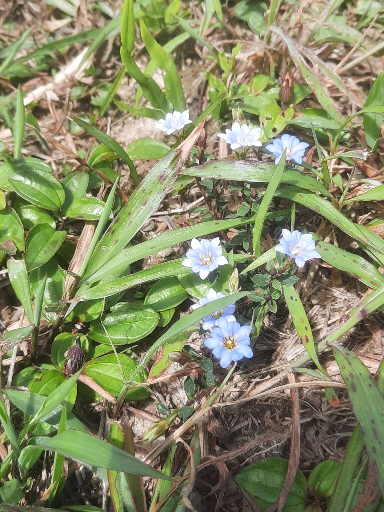 صورة <i>Gentiana loureiroi</i> (G. Don) Grisebach