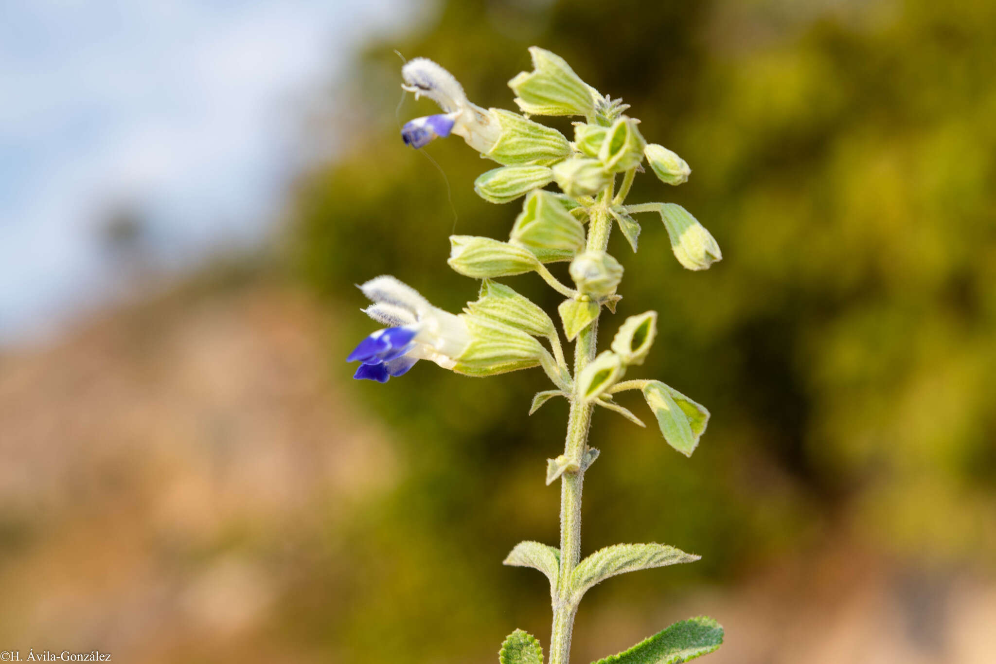 Imagem de Salvia odam J. G. González