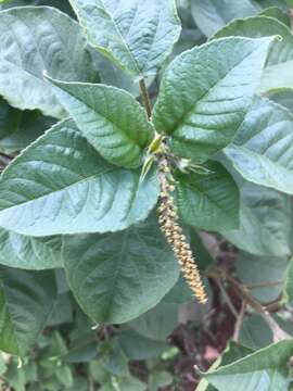 Image of Croton adspersus Benth.