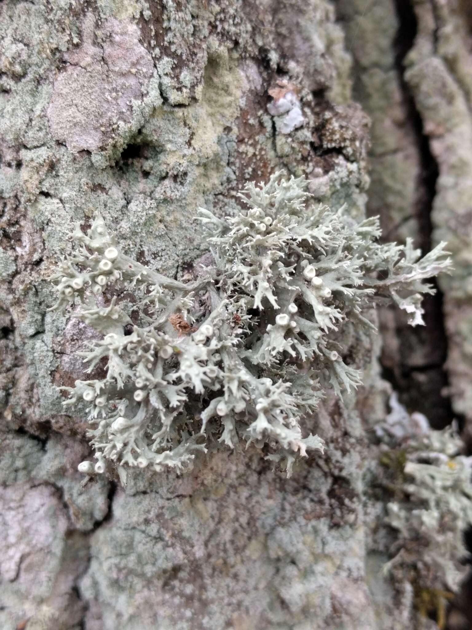 Image of Cartilage lichen