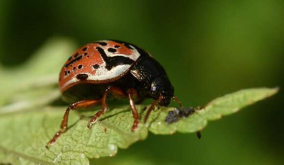 Image of Calligrapha (Calligrapha) spiraeae (Say 1826)