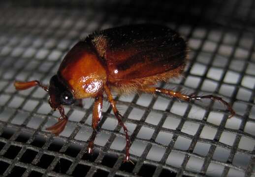 Image of Northern Masked Chafer