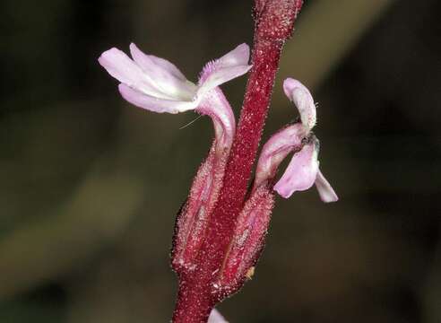 Imagem de Striga gesnerioides (Willd.) Vatke