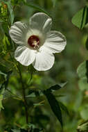 Image of halberdleaf rosemallow