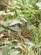 Image of Grape Powdery Mildew