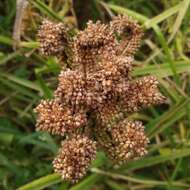 Image of finger millet