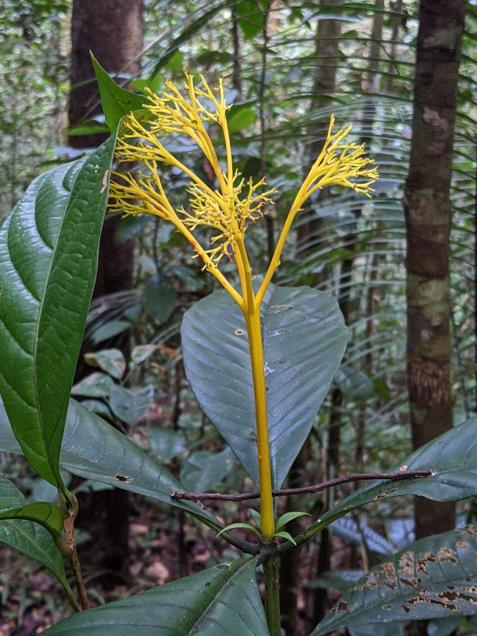 Palicourea quadrifolia (Rudge) DC. resmi