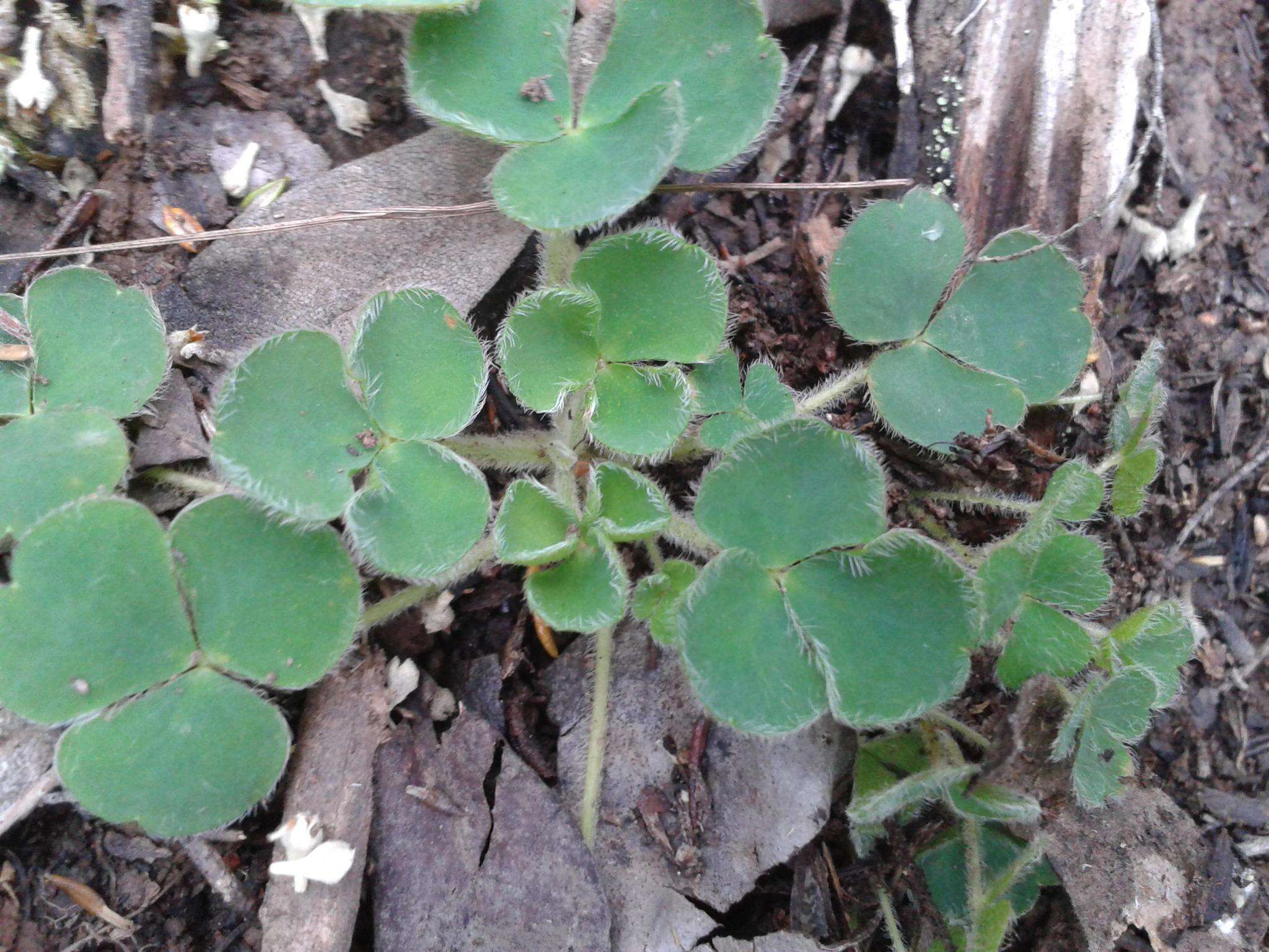 Sivun Oxalis imbricata var. violacea Knuth kuva