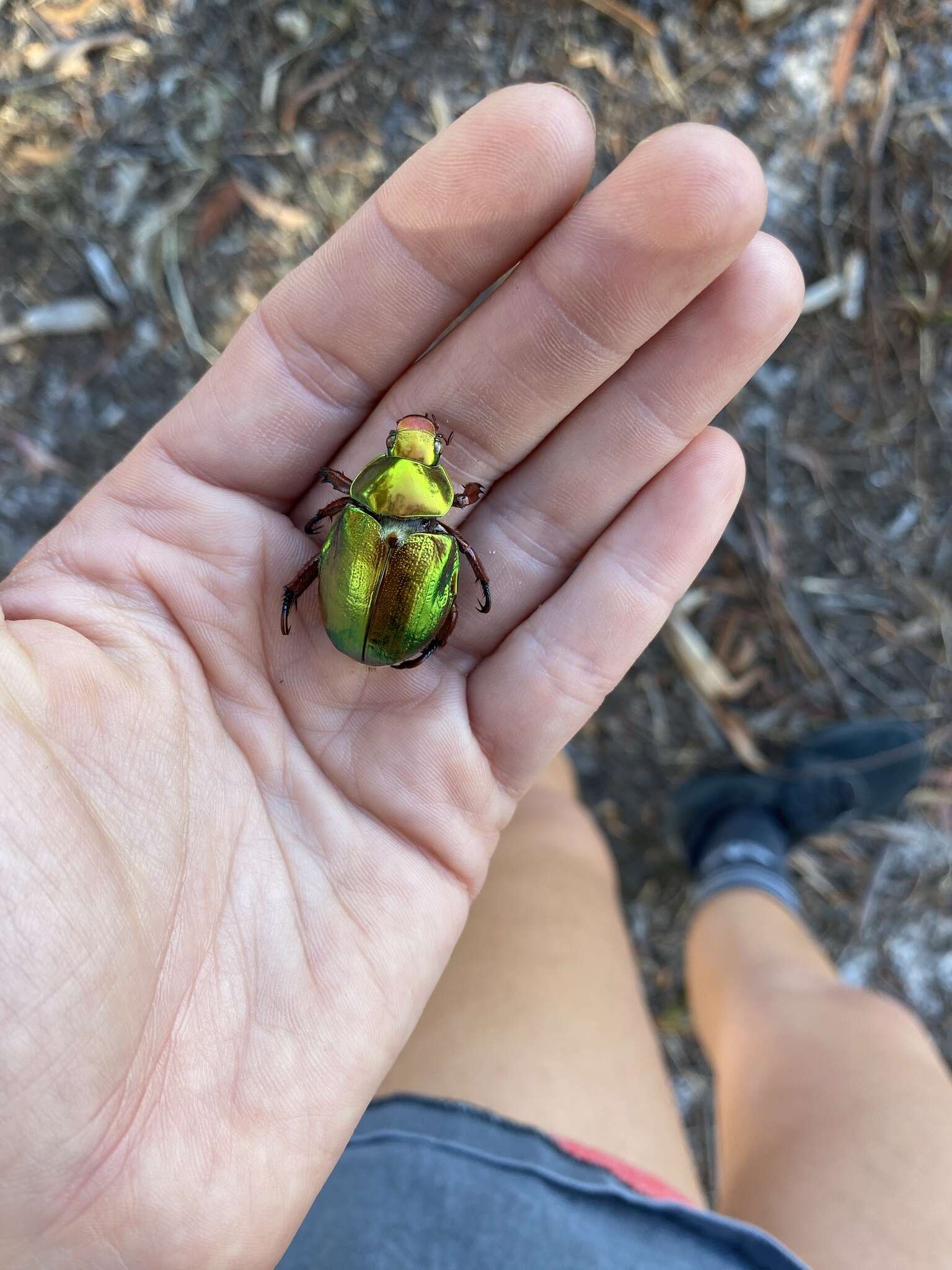 Image of King Beetle