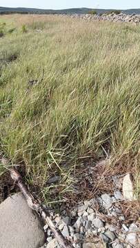 Image of Tick Quack Grass