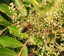 Image of Colletes dimidiatus Brullé 1840