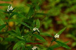 صورة Euploca procumbens (Mill.) Diane & Hilger