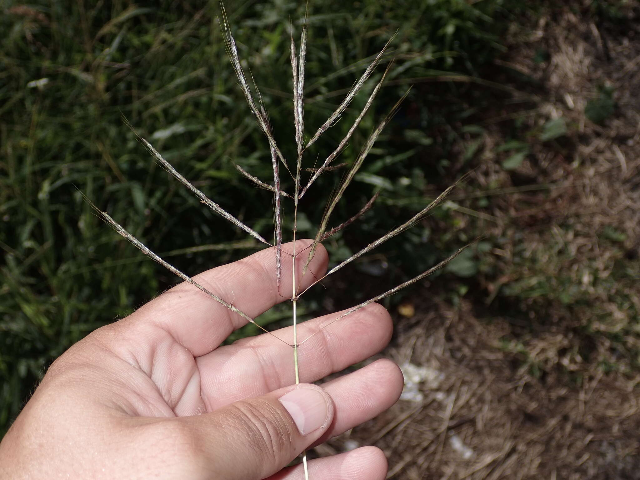 Plancia ëd Dichanthium annulatum var. annulatum