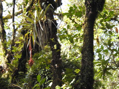 Image of Tillandsia mateoensis Ehlers