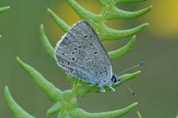 Image of Icaricia icarioides blackmorei