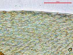 صورة <i>Hygrohypnella ochracea</i>