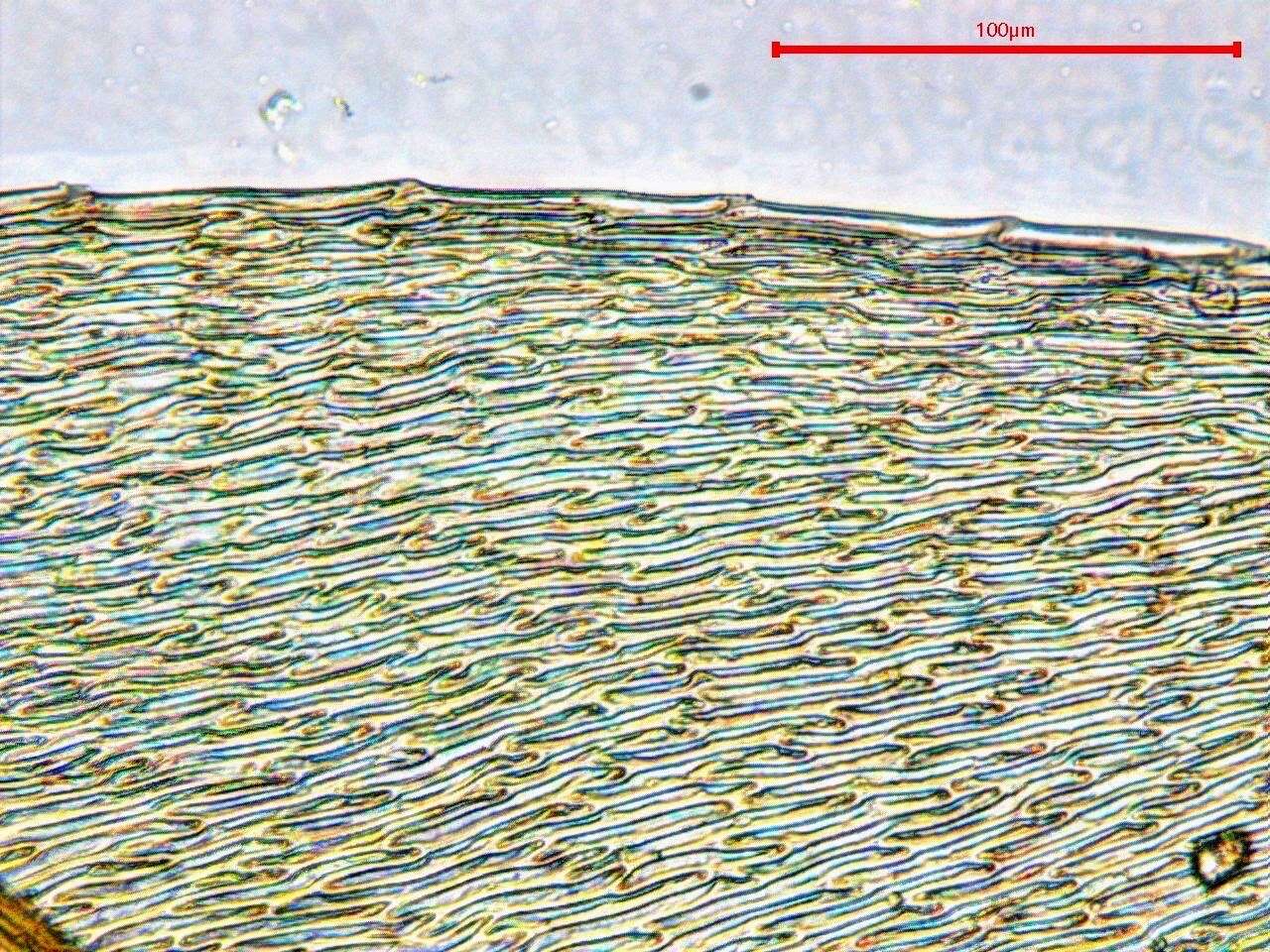 صورة <i>Hygrohypnella ochracea</i>