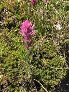 Image of Olympic Indian paintbrush