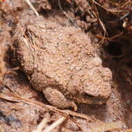 Image of Rhinella spinulosa (Wiegmann 1834)