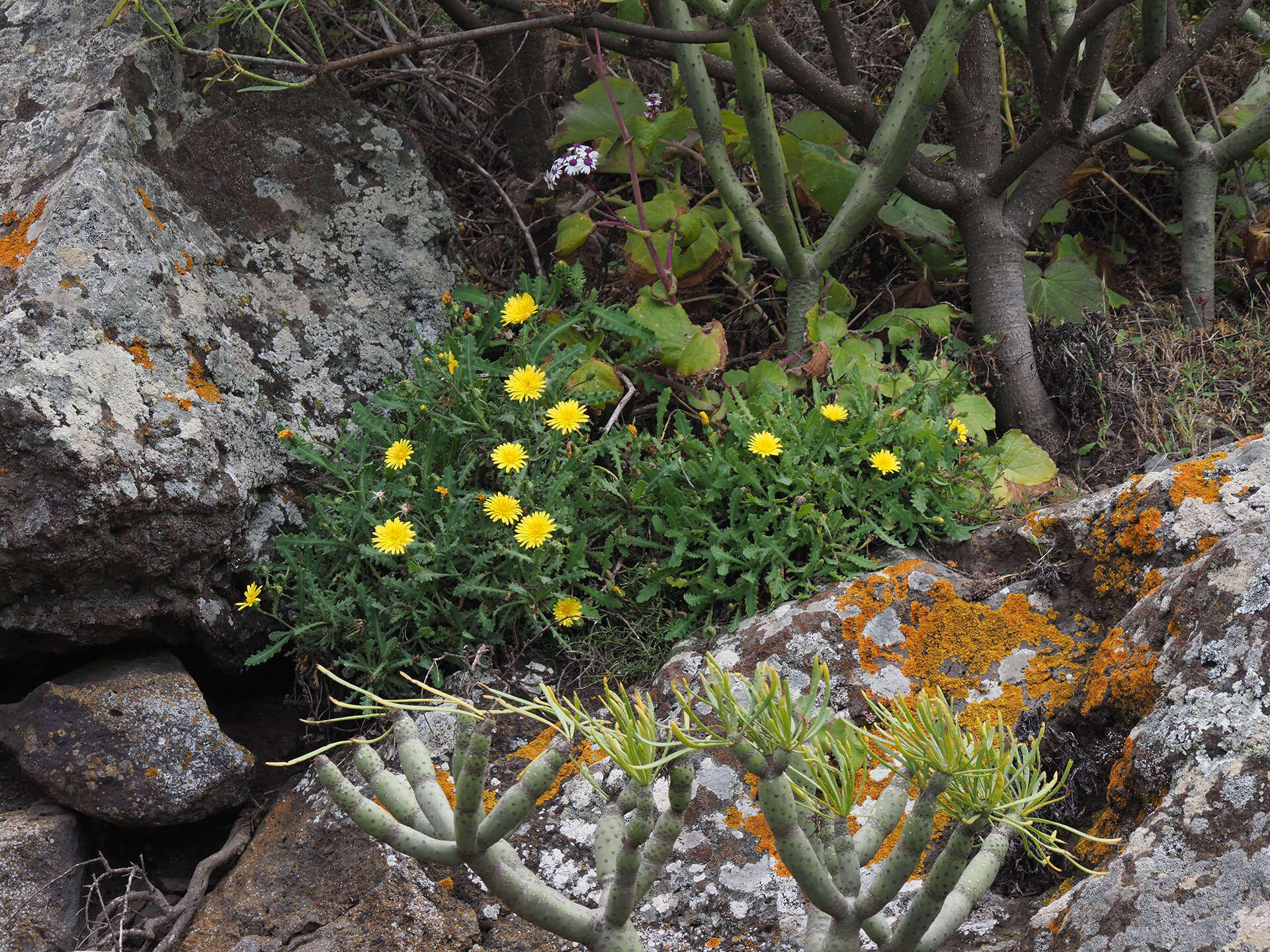 Image of Reichardia ligulata (Vent.) Kunkel & Sunding