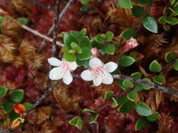 Myrteola nummularia (Poir.) O. Berg resmi