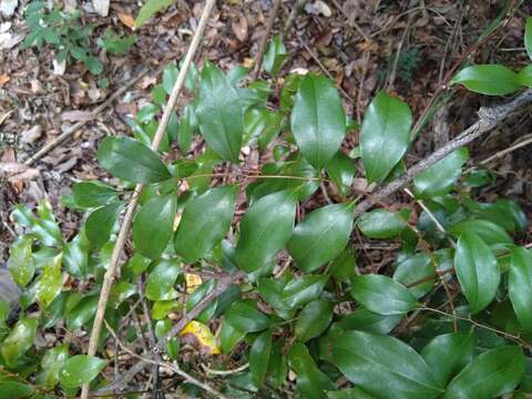 Image of Ripogonum brevifolium Conran & Clifford