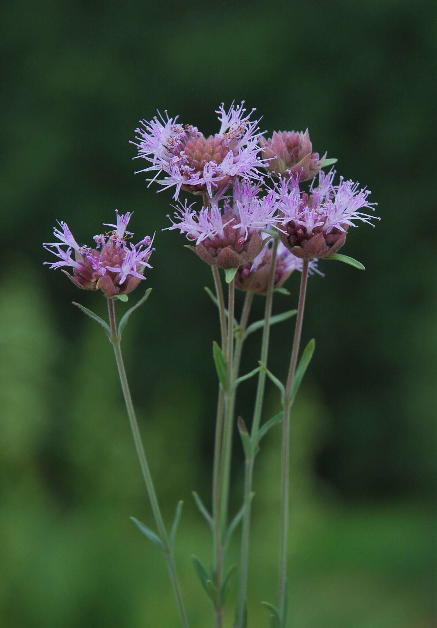 Image of Monardella linoides subsp. erecta (Abrams) Elvin & A. C. Sanders