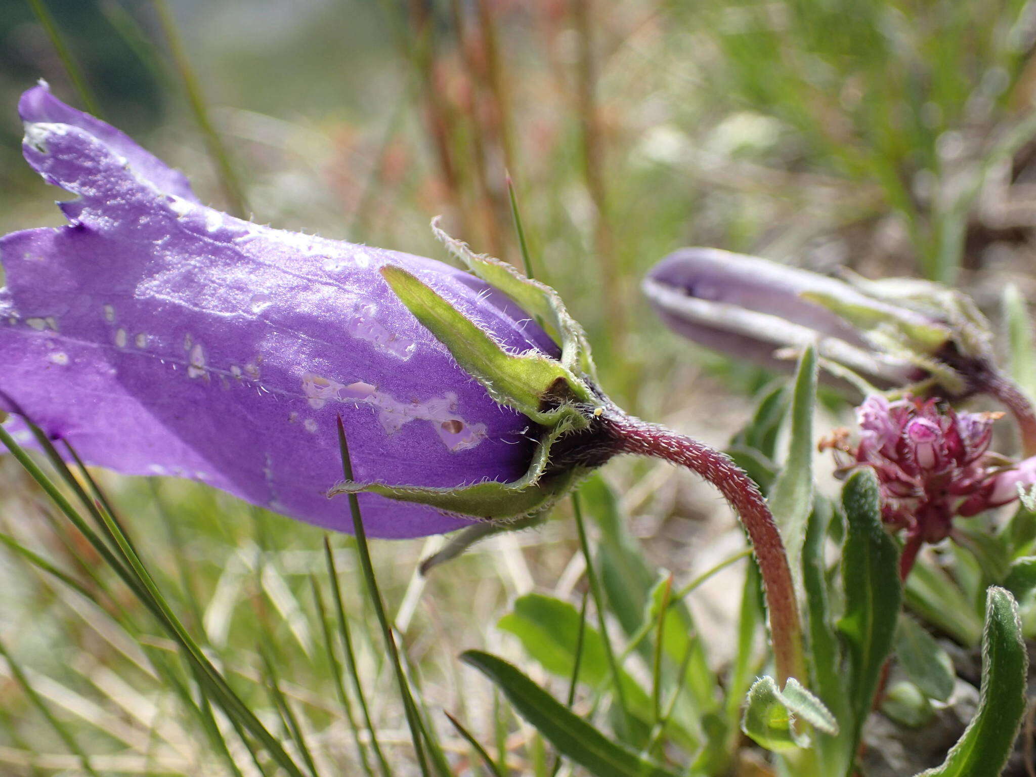 Image of Provence Bellflower