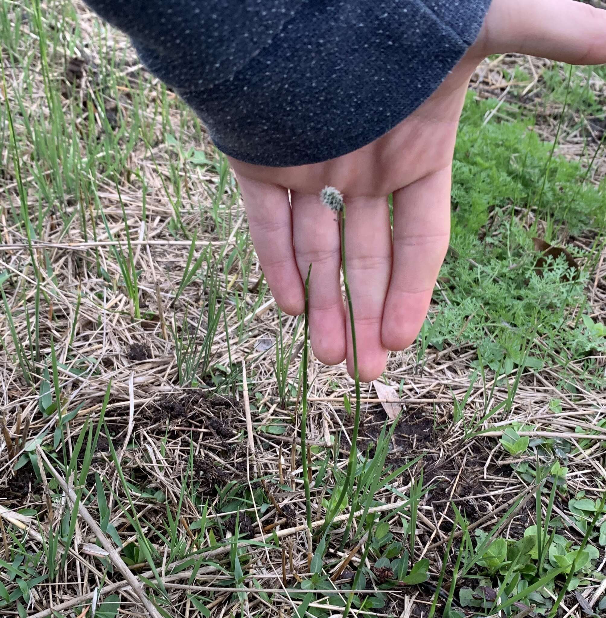 Image of Southern Umbrella Sedge