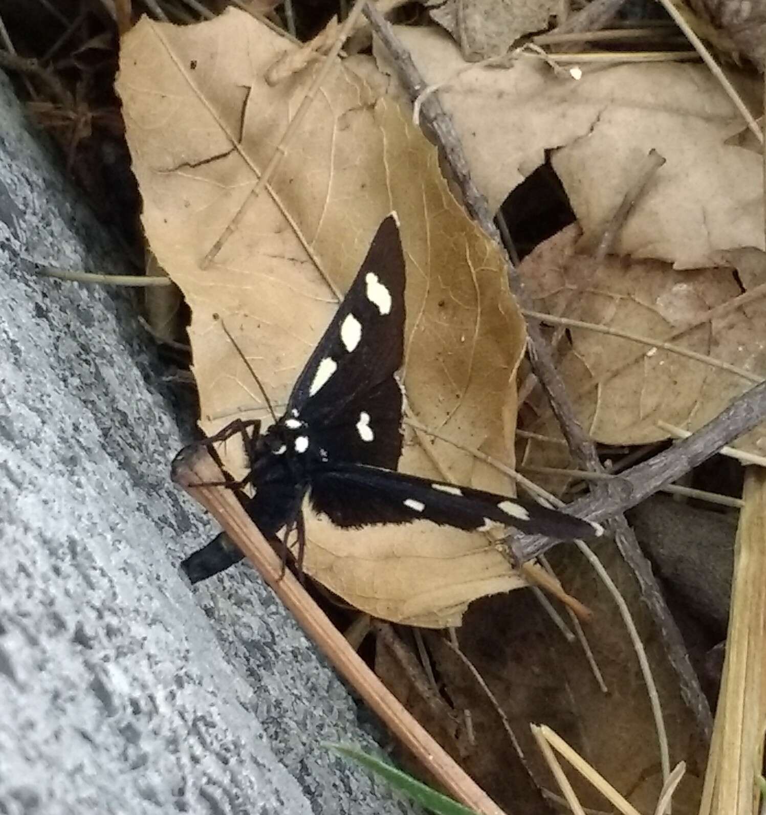 Image of Two-spotted Forester