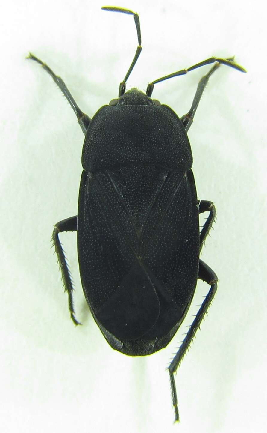 Image of Aellopus