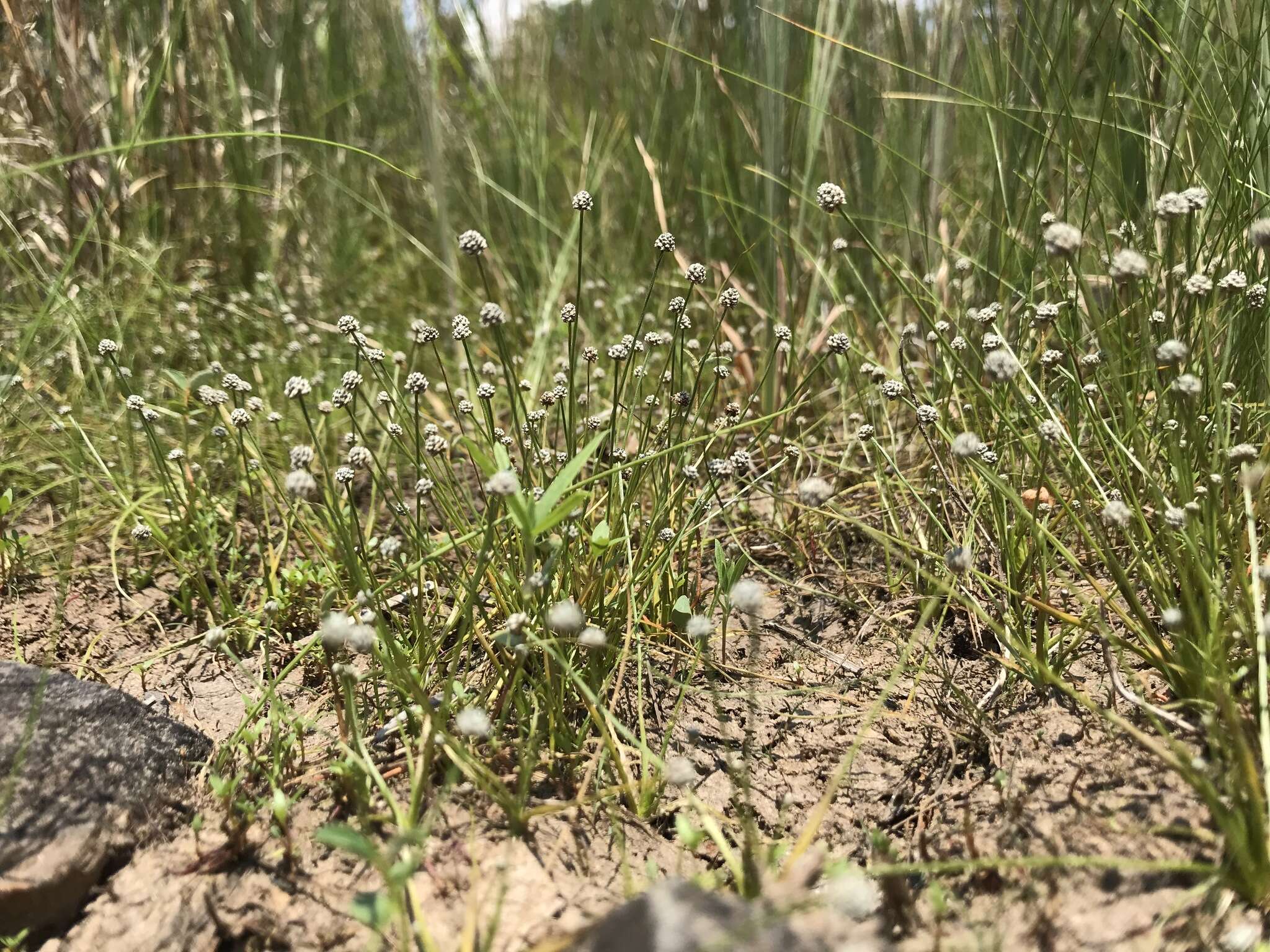 Image of Gulf Pipewort