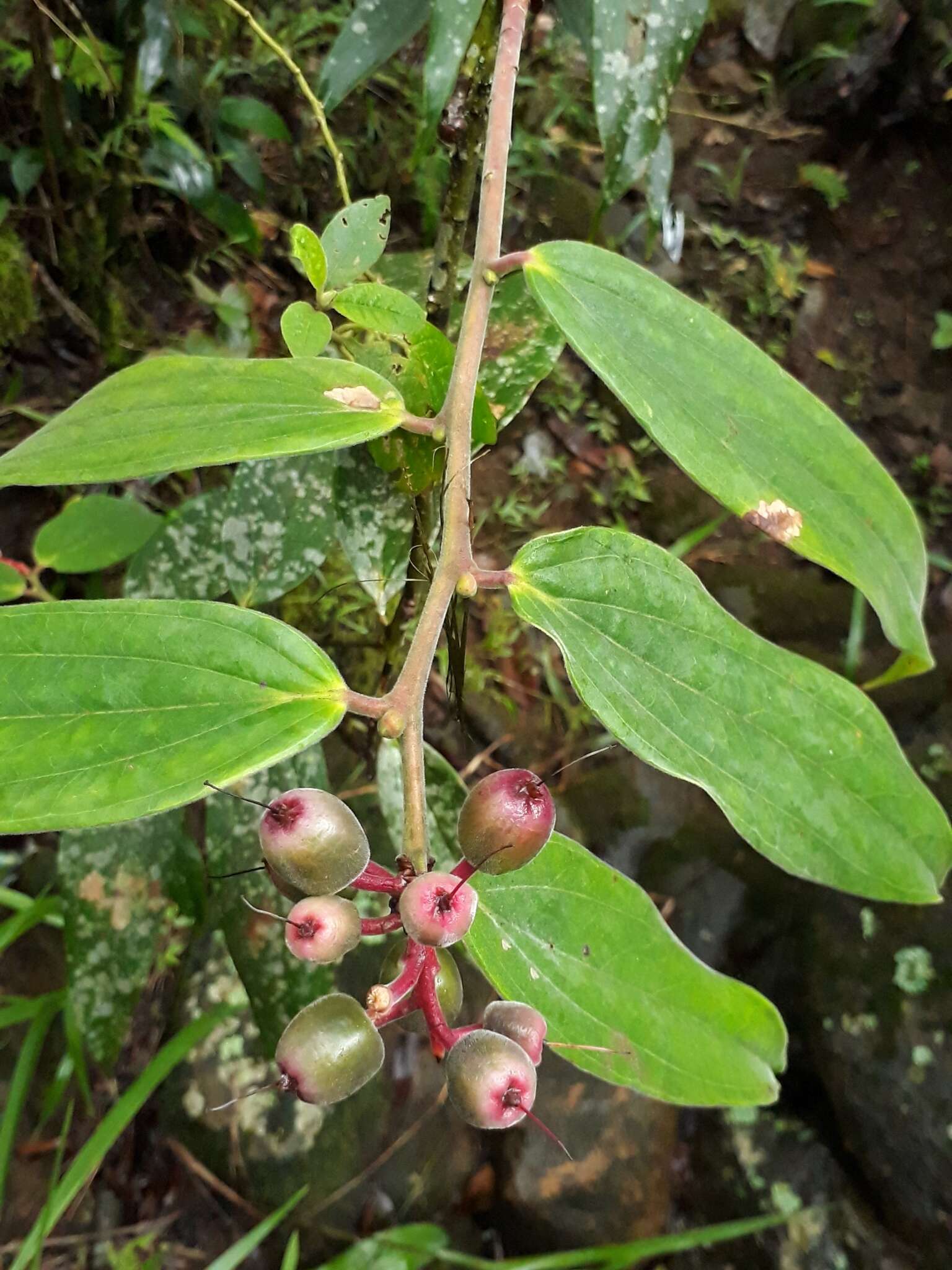 Image of Cavendishia pubescens (Kunth) Hemsl.